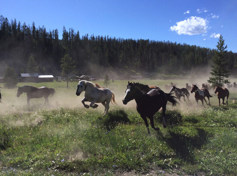 montana dude ranch vacations near yellowstone