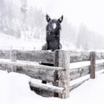 montana-dude-ranch-activities-sleigh-ride-dinner-gallery-1