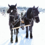 montana-dude-ranch-activities-sleigh-ride-dinner-gallery-7