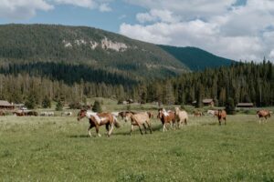 horses-elkhorn-dude-ranch